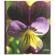 Innova Q500463 / 144  13*19 Book Bound Memo Botanics